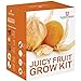 foto Juicy FRUTTA SEME Kit per far crescere SCATOLA REGALO DA Thompson & Morgan - 5 Fresh flavoursome FRUTTA to Grow ;Fragola,melone ,Rabarbaro ,Physalis & Pomodoro SEMI nuovo bestseller 2024-2023