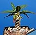 foto Pinkdose Grande promozione Celestial Being Bonsai - Cactus - Anti-Radiazioni pianta in Vaso Giardino di Famiglia 100 pc/Pacchetto, 3YC7UH nuovo bestseller 2024-2023