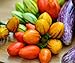 Foto Bobby-Seeds Eierfruchtsamen Solanum Striped Toga Portion neu Bestseller 2022-2021