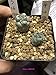 foto Pinkdose Reale 20pcs Cactus Ortegocactus impianto macdougalii Succulente Bonsai Piante Giardino Domestico di DIY Trasporto Libero nuovo bestseller 2024-2023