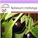 foto SAFLAX - Melanzana - 20 semi - Solanum melonga nuovo bestseller 2024-2023