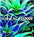 foto Pinkdose Vendita Calda!Â 100 Pz Colore Raro Pianta Aloe Bonsai Pianta Cactus Succulenta Piante Erbe Piante in Vaso Mini Giardino e Balcone Piante: 8 nuovo bestseller 2024-2023
