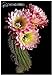 foto Pinkdose Benessere Piante Celestial - Cactus - pianta in Vaso Piante Anti-Radiazioni Famiglia 100 pc/Pacchetto: Violet nuovo bestseller 2024-2023