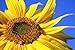 Foto Sonnenblumenkerne gestreift 25kg X 1 Stk./Einheiten neu Bestseller 2022-2021