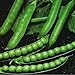 Foto Shoopy Star 25 - Seeds: 'Green Arrow' Garden Pea Seeds - riesig Renditen !!! Tasty Pea !!! !!!! neu Bestseller 2022-2021