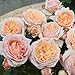 foto SemiRosa 20 PCS Semi di Rosa Arcobaleno Colorati Profumati Piante Semi Fiori Giardino Balcone nuovo bestseller 2024-2023