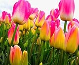 Semi 200pc olandese Cavolo tulipano. Aroma Tulip Plant (non è tulipano lampadine-lampadine trasporto deperibili) Advanced Seeds Bonsai Fiore foto, bestseller 2024-2023 nuovo, miglior prezzo EUR 16,09 recensione