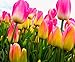 foto Semi 200pc olandese Cavolo tulipano. Aroma Tulip Plant (non è tulipano lampadine-lampadine trasporto deperibili) Advanced Seeds Bonsai Fiore nuovo bestseller 2024-2023