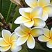 foto WuWxiuzhzhuo - 100 semi di Plumeria rubra/Frangipane, fiori per collana Lei hawaiana, piante da giardino 1 nuovo bestseller 2024-2023