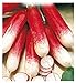 Foto 600 aprox - Rettich Samen Halb Lange Rot Weiß Tipp 2 - Raphanus sativus In Originalverpackung Made in Italy - Lange Ravanelli neu Bestseller 2022-2021