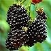 foto 20pcs SEMI PLAT FIRM-Nuovo Rosso Nero Giallo Lamponi Semi cespuglio di frutta Rubus giardino nuovo bestseller 2024-2023