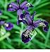 foto Fiore - Iris chrysographes Nero Oro - 50 Semi - Confezione Grande nuovo bestseller 2024-2023