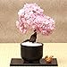foto Sunlera 10pcs / bag cerasus semi in vaso bonsai Fiore Piante Semi per la casa le decorazioni del giardino nuovo bestseller 2024-2023