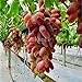 foto Pinkdose Bonsai d'uva in miniatura - Patio Syrah - Vitis Vinifera - Pianta d'appartamento - 20 pezzi - Bonsai di frutta: 6 nuovo bestseller 2024-2023
