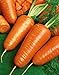 Foto Portal Cool 5000 Seeds: Chantenay Red Core-Karottensamen 300, 600, 1000, 2000, 5000 Seed Lots Gold orange neu Bestseller 2022-2021