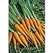 foto Semi Premier diretto ORG031 carota mignolo semi organici (confezione da 1500) nuovo bestseller 2024-2023
