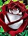 Foto Keland 40 Edelrose Rosensamen Blütemeer für Ihr Garten, Lange Blütezeit, winterharte Blumensamen mehrjährig (Rot) neu Bestseller 2022-2021
