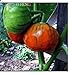 foto Pinkdose 50 Piante di melanzane Pomodoro raccoglierla Quando la Frutta Ã¨ trasformandosi da Verde a casa con Crema Orto Piante + Regalo di mistero: Borgogna nuovo bestseller 2024-2023