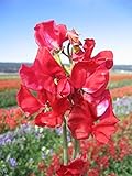 Fiore - Pisello Odoroso - Mammuth - Cremisi - 60 Semi foto, bestseller 2024-2023 nuovo, miglior prezzo EUR 1,10 recensione