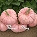 foto Portal Cool 20 Semi di zucca rosa Semi di piante rari Non OGM Delicous Fai da te Sementi di ortaggi nuovo bestseller 2024-2023