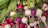 Home Garden - Miscela di varieta di ravanelli - per coltivazioni indoor e balconate - semi foto, bestseller 2024-2023 nuovo, miglior prezzo EUR 2,96 recensione