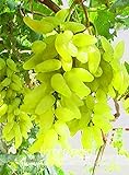 Pinkdose Nuovo arrivo! 100% vera d'oro dito verde dolce uva biologica bonsai, 50 pc/pacchetto, Hardy impianto squisita della frutta, BEB5BB foto, bestseller 2024-2023 nuovo, miglior prezzo  recensione