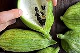 Caigua 10 Semi (pronunciato Kai-wa) Ediblefruit, semi, e Leaves.very cetriolo Rare foto, bestseller 2024-2023 nuovo, miglior prezzo EUR 10,99 recensione