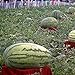 foto Visa Store Davitu 30Pcs Semi di anguria gigante Re nero di tiranno Super Sweet Watermelon Seeds Garden Fruit nuovo bestseller 2024-2023