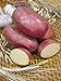foto Pinkdose semi bonsai patata rossa di patate pelle 200 Empress Semi di ortaggi provenienti dalla Cina NO-OGM per la casa orto nuovo bestseller 2024-2023