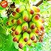 foto Pinkdose Promozione! 100 pc/lotto di bellezza Finger pianta uva Bonsai avanzata di frutta naturali Crescita Uva dolce Kyoho Garden, 9U0W8I nuovo bestseller 2024-2023