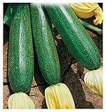 40 C.ca Semi Zucchino Ambassador Hybrid - Cucurbita Pepo In Confezione Originale Prodotto in Italia - Zucchine foto, bestseller 2024-2023 nuovo, miglior prezzo EUR 7,40 recensione