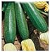 foto 40 C.ca Semi Zucchino Ambassador Hybrid - Cucurbita Pepo In Confezione Originale Prodotto in Italia - Zucchine nuovo bestseller 2024-2023