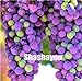 foto Pinkdose Saldi!Â 100 pz Piante d'uva Nero Uva Albero bonsai Cresce Frutta Bonsai Piante non OGM Cibo commestibile balcone piante da giardino in vaso: 10 nuovo bestseller 2024-2023
