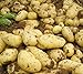foto Pinkdose 100pcs Giant & amp; I semi di patate viola anti-rughe Nutrizione verde vegetale per il giardino domestico di semina di piante di patate giardino Rare: 5 nuovo bestseller 2024-2023