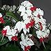 Foto Keland Garten - Selten 50 Stück Fuchsien (Fuchsia) magellanica Blumensamen Weiß Zierpflanze pflegeleicht, geeignet für Ihr Garten, Balkon, Terassen neu Bestseller 2022-2021