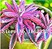 foto Pinkdose 100 Pz Rare Bromeliad Vegetable Seeds e Frutta Giardino Piante succulente Mini Cactus Pots Crescita Naturale per la casa della pianta di Giardino: 2 nuovo bestseller 2024-2023