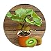 foto Kiwi semi della frutta, piante in vaso, MIN albero nutrizione è ricca, bella, bonsai, seme di verdure melone - 10 pc / lotto nuovo bestseller 2024-2023