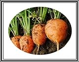 300 + Atlante Turno carota Semi ~ Cute Baby Carrots! Tipo di mercato parigino Veggie US foto, bestseller 2024-2023 nuovo, miglior prezzo EUR 9,99 recensione