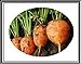 foto 300 + Atlante Turno carota Semi ~ Cute Baby Carrots! Tipo di mercato parigino Veggie US nuovo bestseller 2024-2023