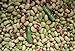 Foto Shoopy Star 25 - Seeds: Quickpick Pinkeye SÃ¼d-Erbsensamen-A Bush Typ Pflanze, die hohen Ausbeuten produziert neu Bestseller 2022-2021