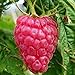 foto Lampone “Versailles” Rosso Rifiorente SENZA SPINE (Rubus idaeus) [Vaso 1,5 Litri] nuovo bestseller 2024-2023