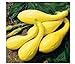 foto 20 semi inizio estate Crookneck Zucchino estivo giallo dorato Heirloom Cream precoce nuovo bestseller 2024-2023