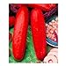 foto 10pcs / lot Red cetriolo semi deliziose verdure delle piante da frutto BonsaïPianta nuovo bestseller 2024-2023