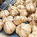 foto Pinkdose 6 pc/sacchetto di patate dolci Jicama/Yam Bean Giardino Frutta E Verdura Bonsai Pot di trasporto rapida crescita delle piante Cortile nuovo bestseller 2024-2023