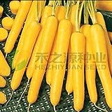 AGROBITS 100 semi/pack di semi di carota gialla semi di ravanello verdure foto, bestseller 2024-2023 nuovo, miglior prezzo EUR 8,71 recensione