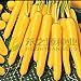 foto AGROBITS 100 semi/pack di semi di carota gialla semi di ravanello verdure nuovo bestseller 2024-2023