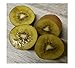 foto 25 frutti di semi Kiwi Selbstbefruchtend x giallo giallo giardino pianta #108 nuovo bestseller 2024-2023