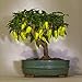 Foto Swiftt 100 Chili Samen duftenden Bonsai Pfeffer Baum Samen kleinbleibend, ideale Zimmerpflanz gleb neu Bestseller 2022-2021