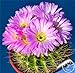 foto Pinkdose Grande promozione! Semillas de Flores 100 pc/Lotto Succulente Pietra Grezza Cactus Bonsai Gambi Tetragonia Fiori in Vaso carnoso, IKAO3W nuovo bestseller 2024-2023