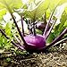 foto Semi viola di Kohlrabi Alka - Brassica oler convar. acephala var. gongylodes nuovo bestseller 2024-2023